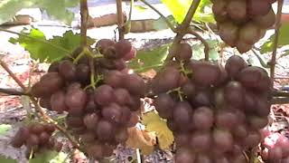 Сорт винограда "Сенатор Павловского" - сезон 2019 # Grape sort "Senator Pavlovskogo"