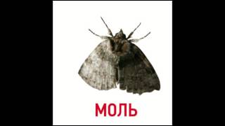 Карточки Домана "Насекомые"