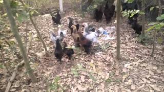 Gà Brahma -  Gà khổng lồ