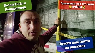 Дальнобой по Америке На пол пути в Калифорнию Пчёли гастрабайтеры ведут себя хорошо Работа Flatbed