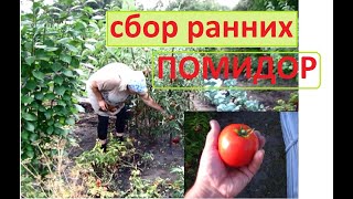 Пора убрать РАННИЕ ПОМИДОРЫ