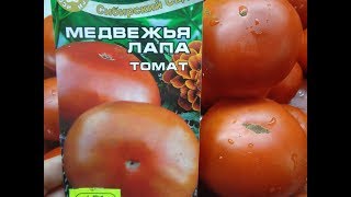УРОЖАЙНЫЙ ТОМАТ МЕДВЕЖЬЯ ЛАПА НЕ ВЫДЕРЖИВАЕТ ТЯЖЕСТИ СВОИХ ПЛОДОВ!