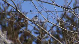ヒガラ　さえずり　Singing Coal Tit