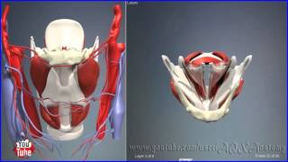 Гортань | 3D Анатомия человека | Внутренние органы