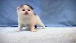 The Cutest Little Kitty