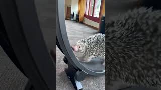 Porcupine Running on an Exercise Wheel - Cincinnati Zoo #shorts