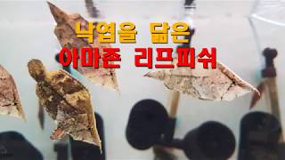 아마존 리프피쉬 (Amazon Leaf Fish)
