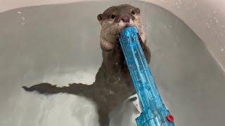 水鉄砲に立ち向かうカワウソの戦い方があまりに賢すぎた！ The way the otter fought back against the water gun was just too smart!