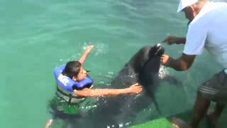 monam dolfin swimming