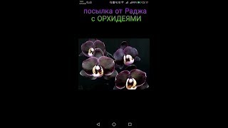 Посылка с орхидеями от Раджа "Орхорай"❤