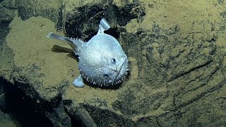 Monkfish Sits on Geometric Columnar Basalt | Nautilus Live