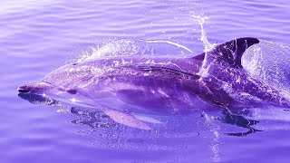 Music For Positive Energy Healing | Meditation Music 528Hz | Zen Music | Self Healing Frequency
