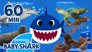 Let's Go Hunt, Doo doo doo with Sea Animals! | +Compilation | World Ocean Day 