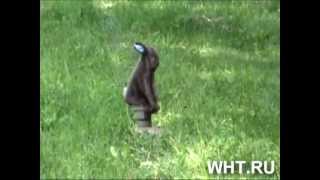 Приманка на хищника Hare Bawl Screamer 'Пищащий заяц'