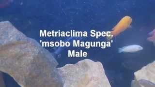 Metriaclima Spec  'msobo Magunga'