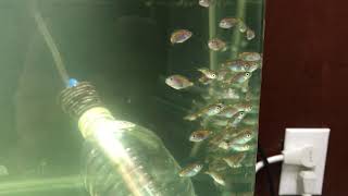 Chromis Fry Transferred To Larger Tank (Saltwater Fish)