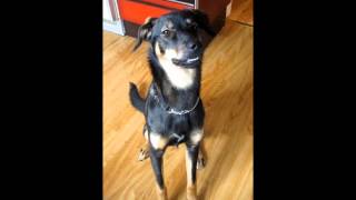 Talking dog, Ira talks to me