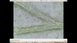 800X 2MP 8-LED USB 2.0 Digital Microscope endoscope