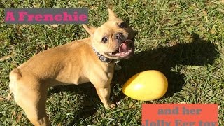 French Bulldog versus Jolly Egg