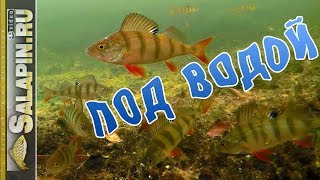 Окунь клюет на блесну и мормышку (подводное видео) [salapinru]