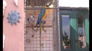 Guacamayo hablando y cantando
