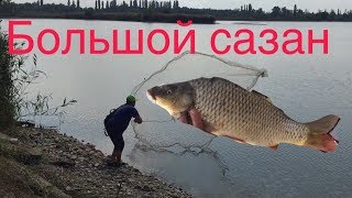 Большой сазан на кастинговую сеть. Супер улов.