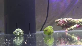 ダンゴウオの可愛い行動！