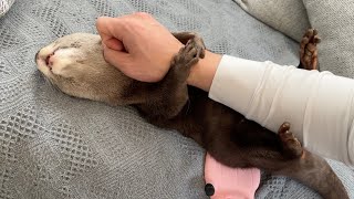 カワウソと猫が自分達の「オナラ」を互いに嗅いだら… When an otter and a cat sniff each other's "farts"...