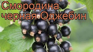 Смородина черная Оджебин (ribes nigrum ojebyn) ? обзор: как сажать, саженцы смородины Оджебин