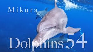 元気なイルカ達 御蔵島ドルフィンスイム