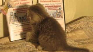 Вислоухий Британец и Мобильный Маркетинг