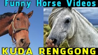 KUDA RENGGONG  @ CIBORELANG MAJALENGKA 1 _ Funny Horse Videos