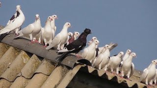 Продаются оптом Бакинские голуби не дорого!