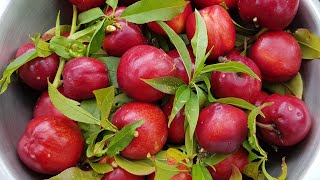 Early NECTARINES For WARM Temperate Climate