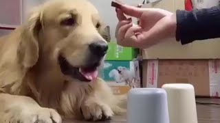 Yaptığı Seçimden Pişman Olan Köpek ( Köpek Videoları :))