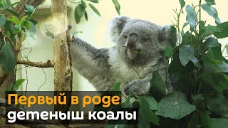 Долгожданный детеныш коалы появился в Венском зоопарке