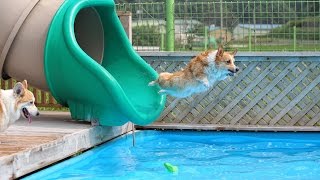 Swimming corgis :: underwater view