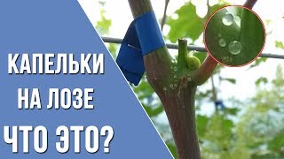 Капельки на молодых побегах винограда в теплице