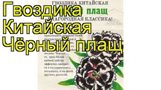Гвоздика обыкновенная Чёрный плащ. Краткий обзор, описание характеристик, где купить семена dianthus