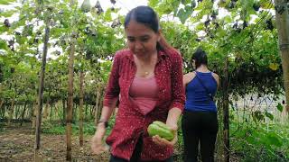 Stranded in Mat-i Claveria #harvest Sayote sa Farm ni Cat & Ido.