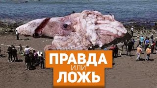 ФОТО - ПОДДЕЛКА или НЕТ? #1