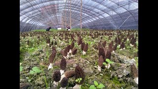morel mushroom , morchella