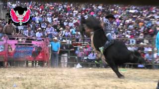 ( CAYO - CAYO) EL TALAYOTE DE CHARO VS LA CABRA DE¡¡¡ LOS TOROS DIVINOS¡¡