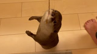 カワウソさくら 回るカワウソを猫と見る会 spinning otter and a cat watching it