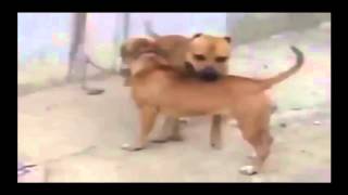 Animals mating - Horse mating& Donkey mating - Funny horse compilation 2016 Pt4