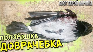 Как оказать первую помощь раненной птице - самое простое что можно сделать