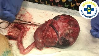 ЭКСТРЕННАЯ ОПЕРАЦИЯ СОБАКИ С ВОДЯНКОЙ ПОЧКИ ГИДРОНЕФРОЗ