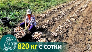Посадка картофеля с травой без окучивания | Выращивание по технологии Гордеевых