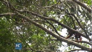 RAW: Ecuador promotes biodiversity in national park