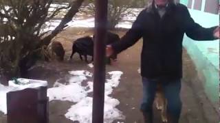 Ужас! Кабаны в деревне